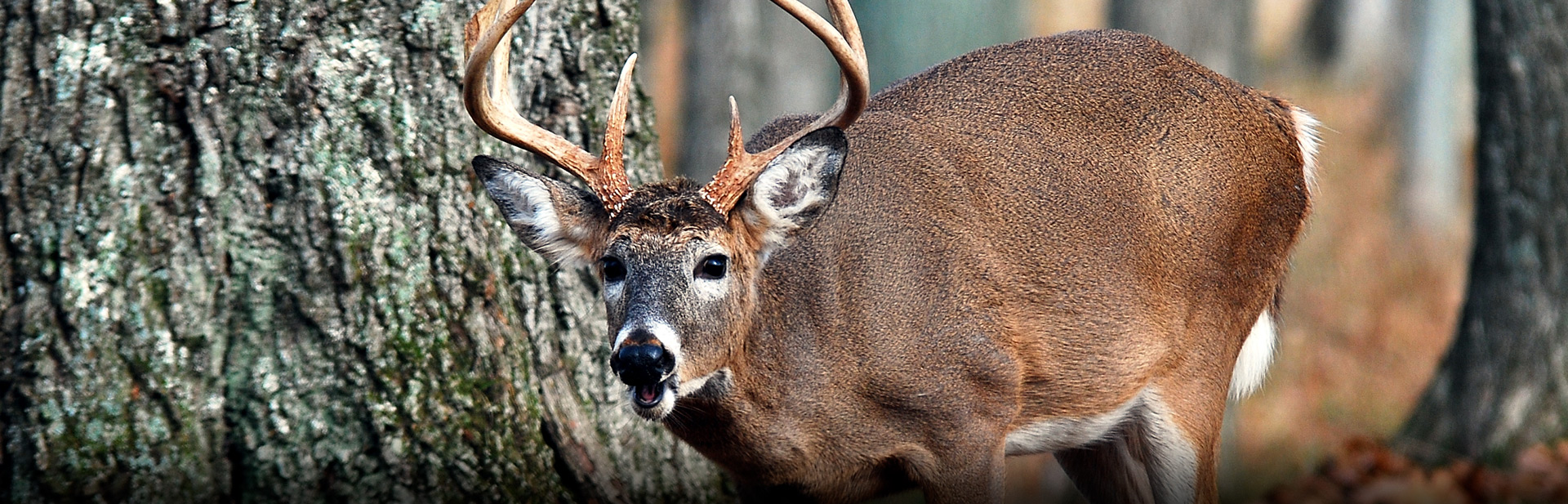 big-buck-deer-rain-gauge-by-bottle-tree-bob-includes-rain-gauge-www